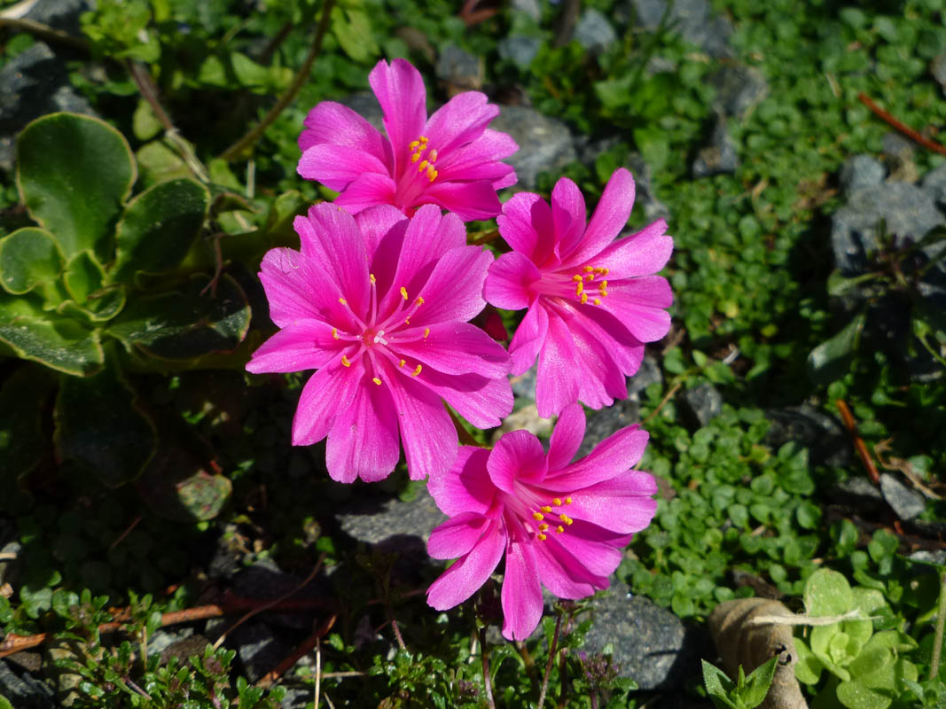 Lewisia cotyledon photo